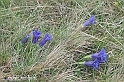VBS_1164 - Fioritura narcisi a Castelnuovo Nigra 2023